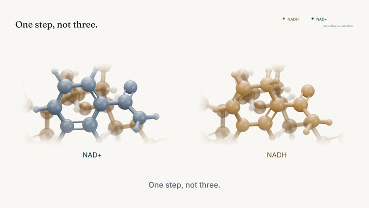 NAD+ next to NADH, from episode 2 of The NADH Series