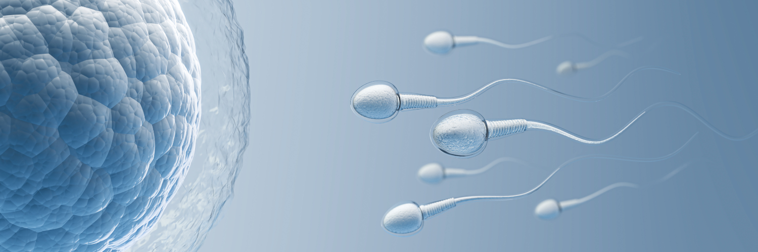 Wie NADH die mitochondriale Energieproduktion in Eizellen und Spermien unterstützt – für
bessere Fruchtbarkeit bei Männern und Frauen.